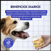 Turkey Tail Mushroom Polvo Para Perro